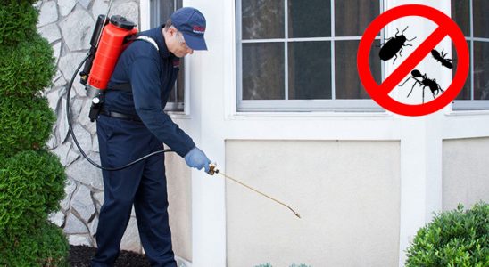 Hopa Kemirgen İlaçlama böcek ilaçlama ve haşere kontrolü — ilaclama-tr.com
